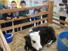 Mini Granja Educativa visita el TDG Lo Prado y permite que niños y niñas conozcan diversas especies de animales
